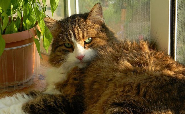 10 astuces pour supprimer l'odeur d'urine de chat