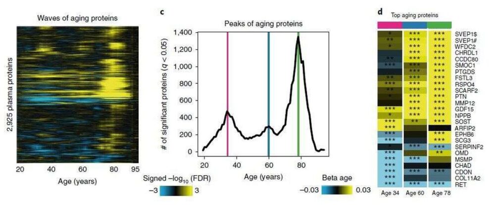 En étudiant les protéines contenues dans le sang de plus de 4 000 personnes âgées de 18 à 95 ans, les chercheurs ont identifié trois pics de vieilissement : à 34,60 et 78 ans.