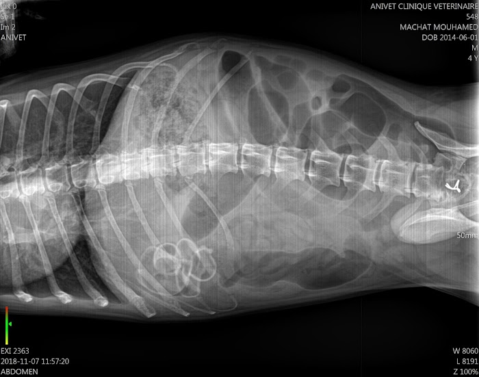 ANIVET CLINIQUE VETERINAIRE, Ariana, Tunis, TN