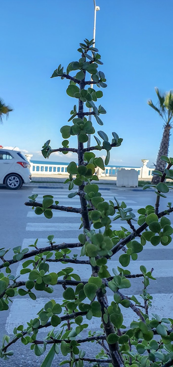 Café Corniche, Rue Cherif, 4, Site archéologique de Carthage, Tunis, TN