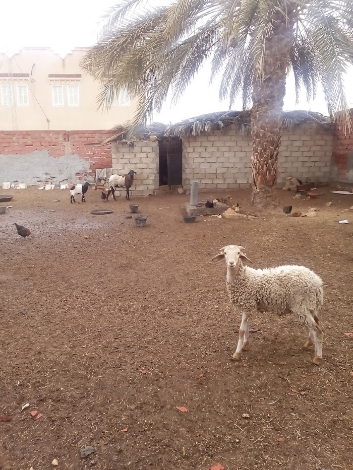 El Golâa, Kébili, TN