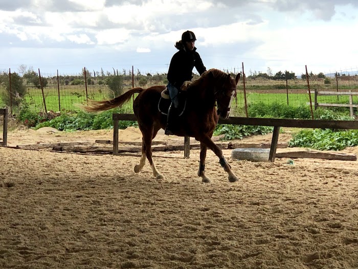 Hippoclub - Centre Equestre, Sidi Thabet, Gouvernorat de l'Ariana, TN