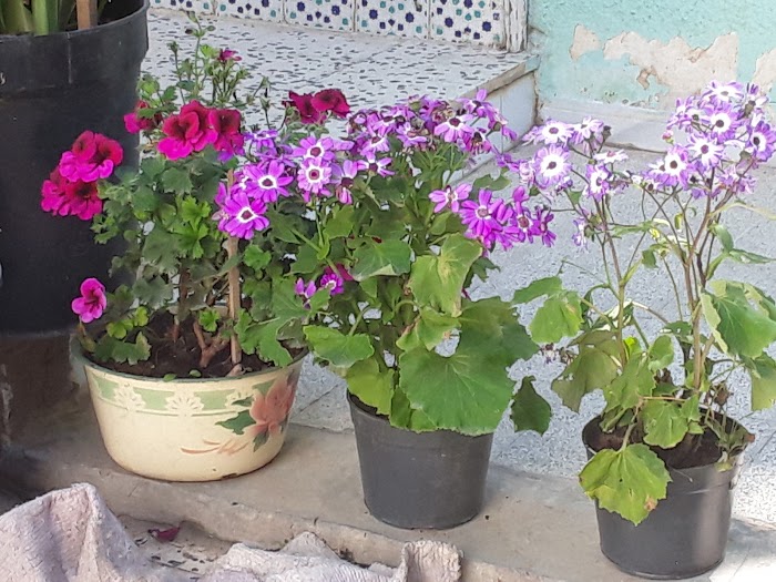 Nadhour الناظور, Nador, Gouvernorat de Zaghouan, TN