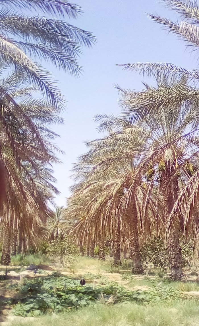 Nouail, Kebili, TN