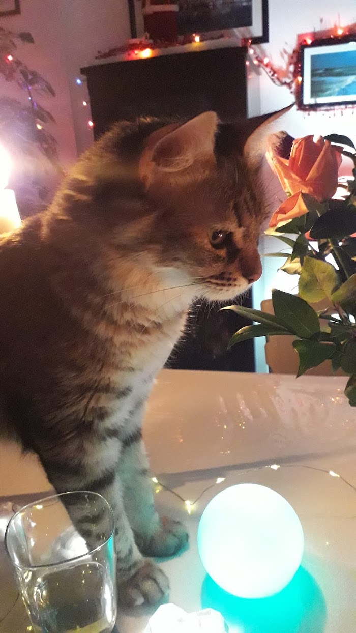 PET CORNER, Rue Jamal Abdennasser, Susah, Sousse, TN
