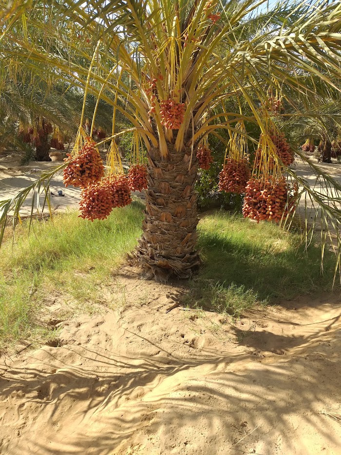 Rjim Maâtoug, Kébili, TN