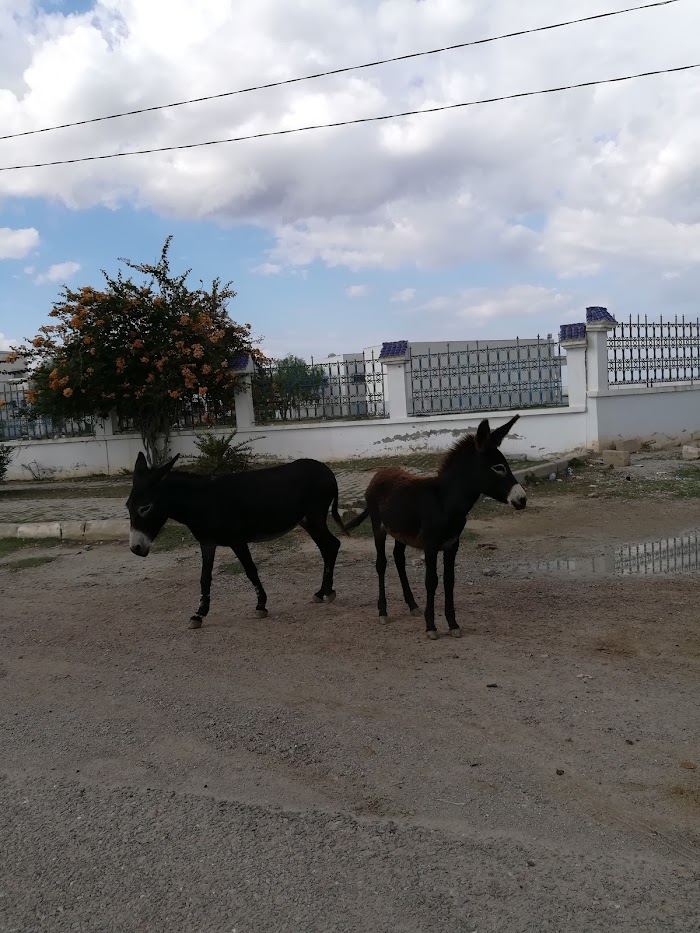 Salloum, Gouvernorat de Sousse, TN