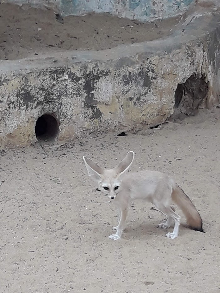 Zoo du paradis, Tozeur, Tozeur, TN