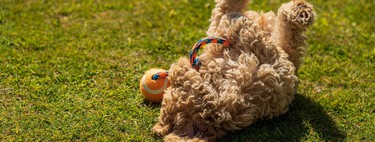 Quatre jouets pour chiens que nous pouvons fabriquer nous-mêmes parce que nous savons ce qu'ils aiment mieux que quiconque 