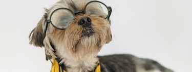 La liste des races de chiens les plus intelligentes au monde est dirigée par les border collies, mais il y en a six autres auxquelles vous ne vous attendiez pas