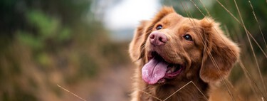 Adoption de chiens : les sept races de chiens les plus calmes 