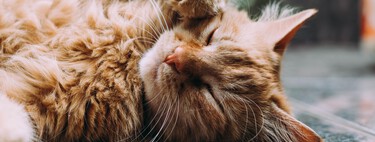 La science est sur le point de corriger une erreur de l'évolution humaine : l'allergie aux chats