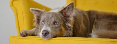 Les chiens peuvent désormais entrer chez IKEA : je dois donc amener mes animaux de compagnie pour que nous puissions aller choisir un canapé ensemble 