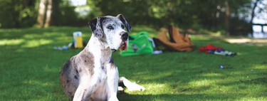 9 curiosités que vous ne saviez pas sur le dogue allemand, l'une des races de chiens les plus grandes et les plus affectueuses au monde
