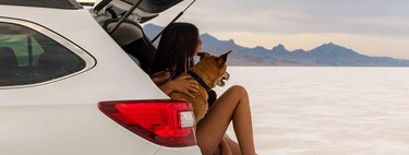 Ainsi, nous pouvons amener nos chiens dans la voiture de la manière la plus sûre possible, selon la DGT