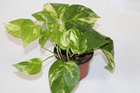 Pothos à suspendre (Pot 10,5 cm Ø) - plante d'intérieur vivante