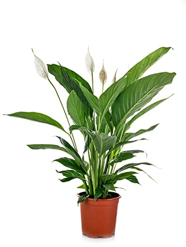 Verdecora Spathiphyllum Plante - Lis de la Paix Ø13cm Lis de la Paix Naturel en Pot - Plante Purificatrice d'Air - (Hauteur Totale Environ 35cm)