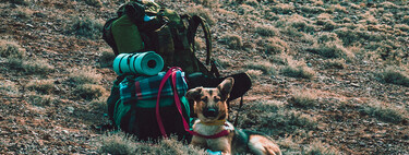 Camino de Santiago avec votre chien : Conseils et astuces pour un voyage inoubliable