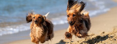 Règles de base pour emmener votre chien à la plage