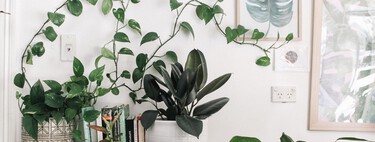 Neuf belles plantes à offrir pour décorer et donner vie à notre maison  