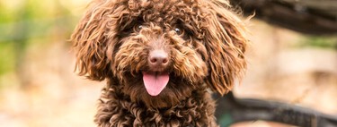 Les sept chiens vidéos TikTok les plus viraux communiquent avec leurs propriétaires