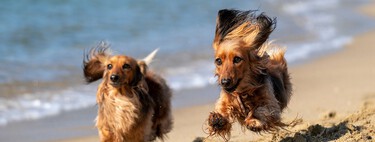 Les meilleures plages pour chiens d'Espagne où nous pouvons nager avec nos animaux de compagnie cet été 