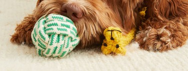 Quatre choses à considérer avant de choisir un jouet pour chien 