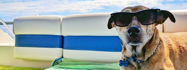 Vacances avec le chien : quatre idées pour des vacances « Pet-Friendly » en Espagne
