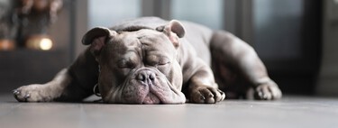 Voici pourquoi votre chien préfère dormir par terre au lieu de ce joli lit que vous lui avez acheté 