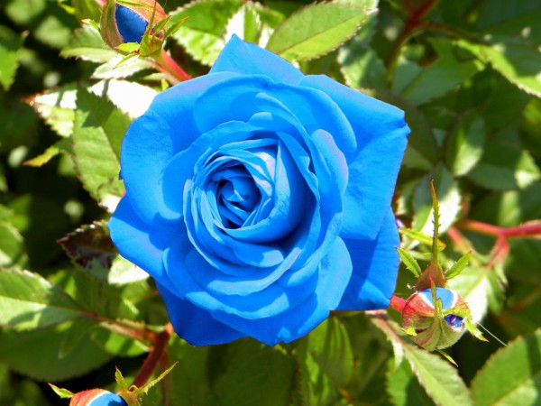 Comment faire pousser des roses bleues