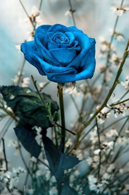 Rose bleue