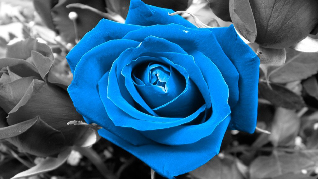 como-plantar-rosas-azules-en-el-jardin-rosal