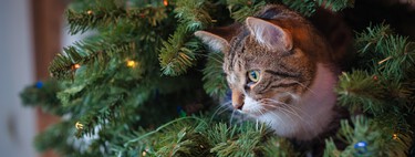Sapin de Noël à l'épreuve des chats à moins de 35 € chez Lidl  
