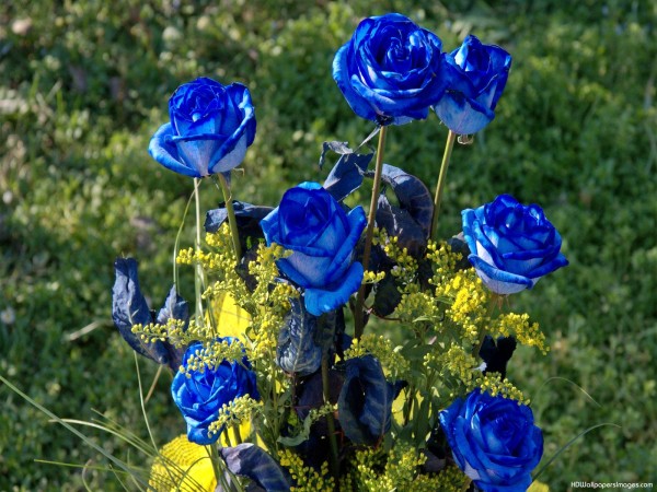 roses bleues dans le jardin
