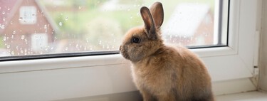 Une nouvelle loi surprenante sur le bien-être animal pourrait interdire les lapins et autres animaux de compagnie 