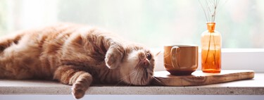 OCU s'exprime : ce sont les meilleurs aliments humides et secs pour chats