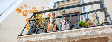 Amende 10 000 euros pour votre chien sur le balcon : la vraie explication au-delà de la farce 