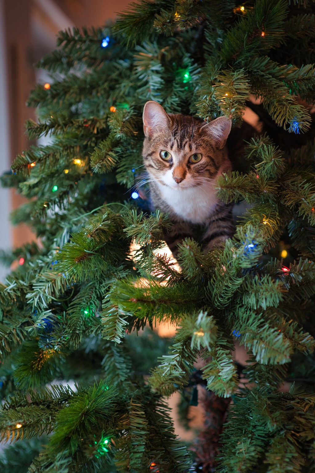 TikTok trouve le sapin de Noël parfait pour une maison avec des chats (spoiler : ils ne pourront pas le renverser)
