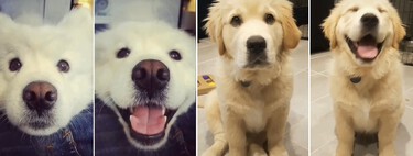Des phrases pour faire sourire les chiens sur des photos devenues virales sur TikTok 