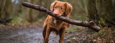 Qu'est-ce que l'assurance chien obligatoire exigée par la loi sur la protection des animaux ? 