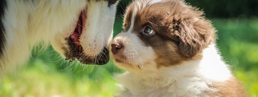 Maintenant que les lois sur le bien-être animal interdisent la reproduction, que doit faire mon chien pour avoir des chiots ? 