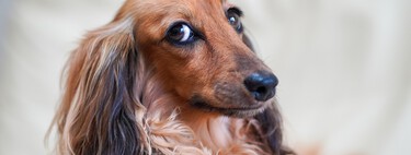 Comment savoir si je dois faire stériliser mon chien ou mon chat en vertu des nouvelles lois sur le bien-être animal ? 