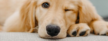 Les 3 meilleurs chiens pour que leurs propriétaires se détendent et réduisent le stress 