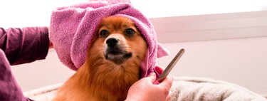 Toilettage et hygiène pour nos chiens adorés : selon les experts 