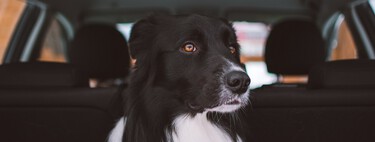 Meilleur accessoire pour chien selon DGT : Une vidéo montre comment il lui a sauvé la vie en cas d'accident