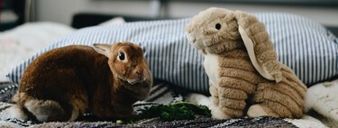 Une nouvelle loi sur le bien-être animal interdit de garder des animaux à la maison jusqu'à 30 000 €