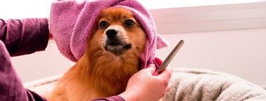 Si votre animal a peur du sèche-linge, les accessoires pour chien Lidl pourraient vous sauver la vie 