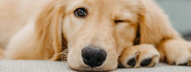 Cinq clés du débat sur la loi sur le bien-être animal : les chiens de chasse continueront d'être abandonnés et maltraités
