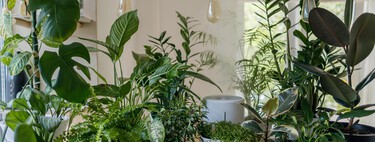 Lidl propose des jardinières empilables triples qui transformeront n'importe quel patio, jardin ou patio en jardin fruitier ce printemps