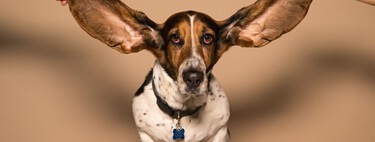 Nettoyer les oreilles de votre chien peut le garder infectieux : Decathlon a le produit parfait, commencez dès aujourd'hui
